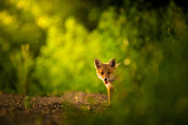 Renard Rouge Sauvage Images Libres De Droit Photos De Renard Rouge Sauvage Depositphotos