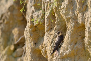Kum kırlangıcı (Riparia riparia) veya Avrupa kum kırlangıcı.