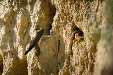 Kum kırlangıcı (Riparia riparia) veya Avrupa kum kırlangıcı.
