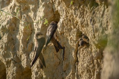Kum kırlangıcı (Riparia riparia) veya Avrupa kum kırlangıcı.