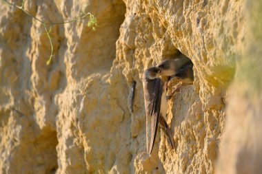 Kum kırlangıcı (Riparia riparia) veya Avrupa kum kırlangıcı.