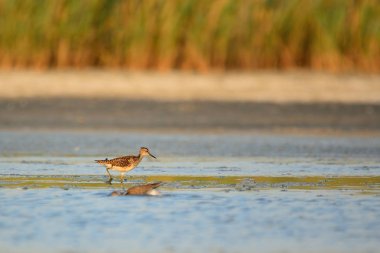 Çulluk kuşu sulak alanlarda