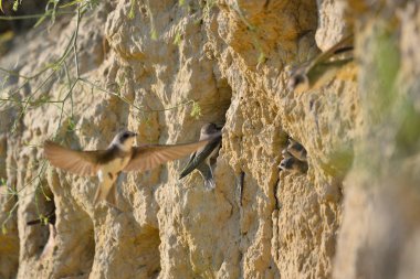 Kum kırlangıcı (Riparia riparia) veya Avrupa kum kırlangıcı.