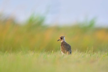 Genç Kuzey lapwing (Vanellus vanellus), ayrıca peewit veya pewit, tuit veya tew-it, yeşil yağmurcun olarak da bilinir