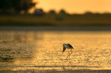 Gün batımı gölünde siyah kanatlı ayaklı (Himantopus himantopus)