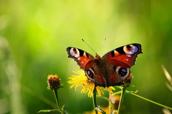 European Peacock Butterfly på Wildflower — Stockfoto