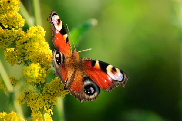 Europejski Paw motyl na Wildflower — Zdjęcie stockowe