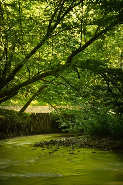 Flowing stream in green forest — Stock Photo, Image