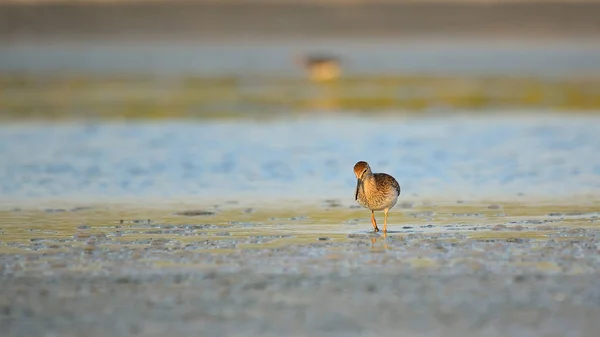Pássaro de areia de madeira em zonas húmidas — Fotografia de Stock