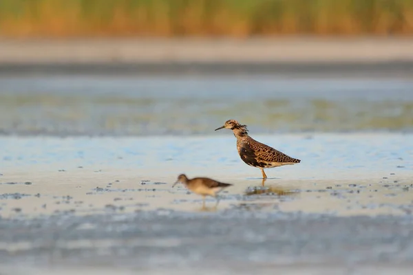 Ruff Calidris pugnax fågel på sjön — Stockfoto