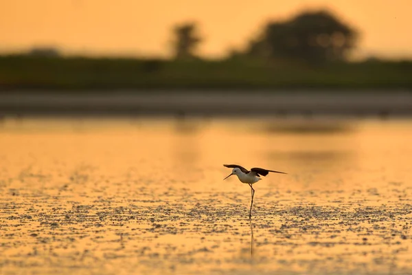 Den svartvingade stilt (himantopus himantopus) på Sunset Lake — Stockfoto