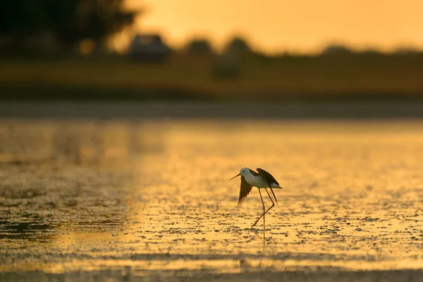 L "échasses à ailes noires (Himantopus himantopus) sur le lac du coucher du soleil — Photo