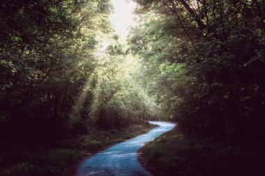 Karanlık ormana giden yol