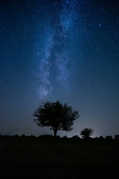 Eenzame boom onder de nachtelijke hemel milkyway — Stockfoto