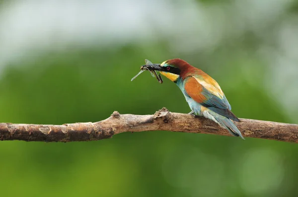 Comedor europeu de abelhas (Merops Apiaster) em habitat natural — Fotografia de Stock