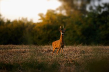 Tarlada geyik kovalar