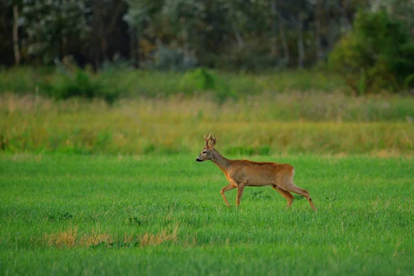 Roe veado fanfarrão em um campo — Fotografia de Stock