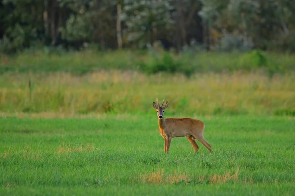 Roe deer buck on a field — Stock Photo, Image