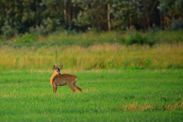 Tarlada geyik kovalar — Stok fotoğraf
