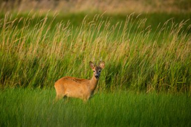 Roe deer buck on a field clipart