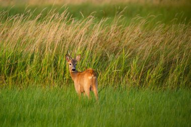 Tarlada geyik kovalar