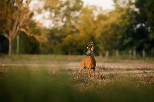 Roe hert bok op een veld — Stockfoto