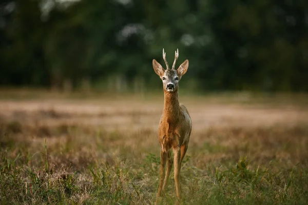 Roe deer buck on a field — Stock Photo, Image