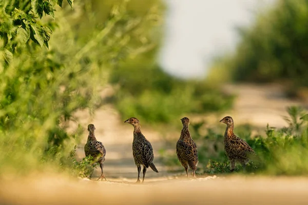 Young pheasant chicks team walking — Stock Photo, Image