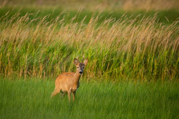 Ciervo de corzo en un campo — Foto de Stock