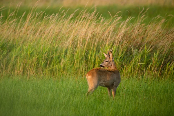 Rehbock auf einem Feld — Stockfoto