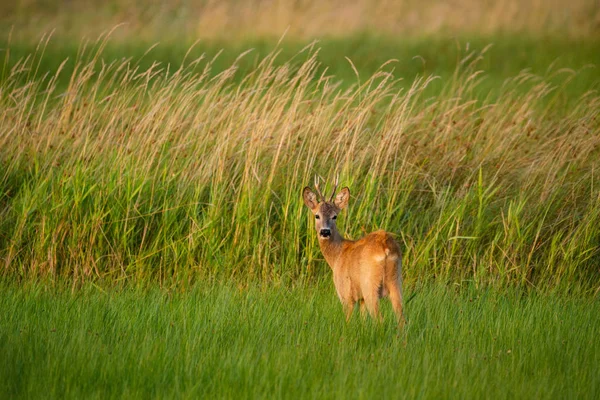 畑の上で鹿の背を上げる — ストック写真