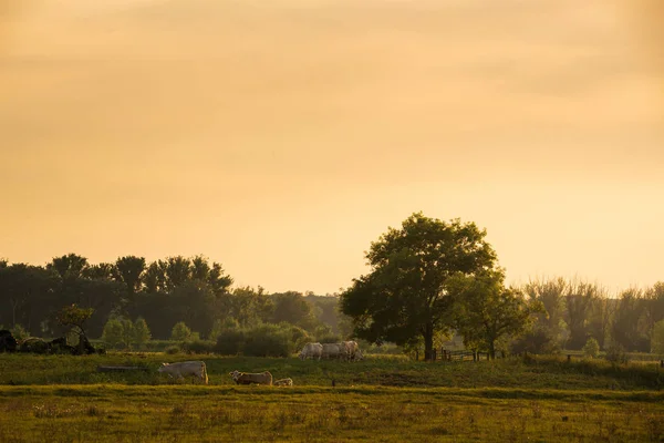 Krowy na pastwisku o zachodzie słońca — Zdjęcie stockowe