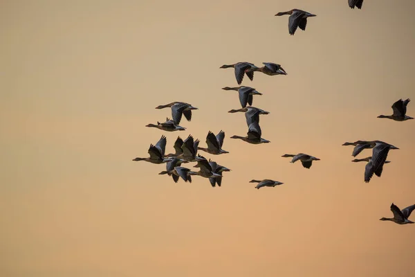 Bandada de gansos volando en el cielo — Foto de Stock