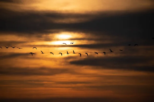 Manada de gansos volando al atardecer — Foto de Stock