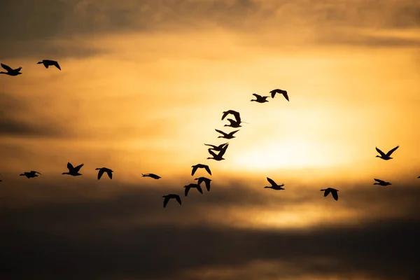 Manada de gansos volando al atardecer — Foto de Stock