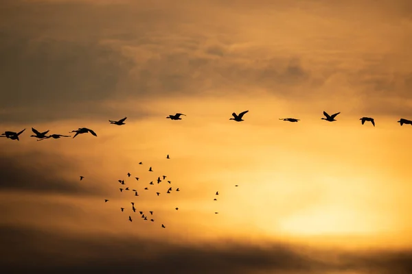 Nyáj libák repül naplementekor — Stock Fotó