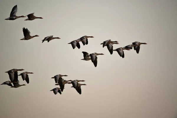 Bandada de gansos volando en el cielo — Foto de Stock