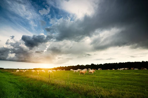 Otlaktaki inekler, gökyüzündeki fırtına bulutları — Stok fotoğraf