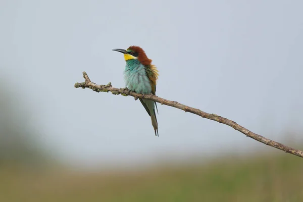 European Bee Eater Merops Apiaster Ramură Pasăre Migratoare Exotică Colorată — Fotografie, imagine de stoc