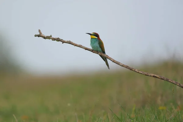 European Bee Eater Merops Apiaster Una Rama Ave Migratoria Colorida — Foto de Stock