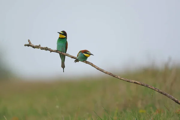 Comedor Abelhas Europeu Merops Apiaster Ramo Pássaro Migratório Colorido Exótico — Fotografia de Stock