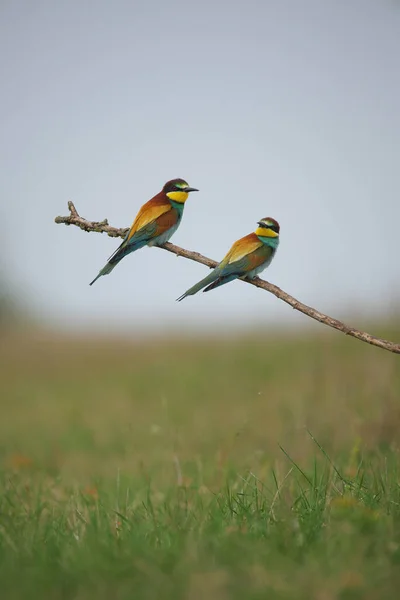 Europäischer Bienenfresser Merops Apiaster Auf Einem Ast Exotischer Bunter Zugvogel — Stockfoto