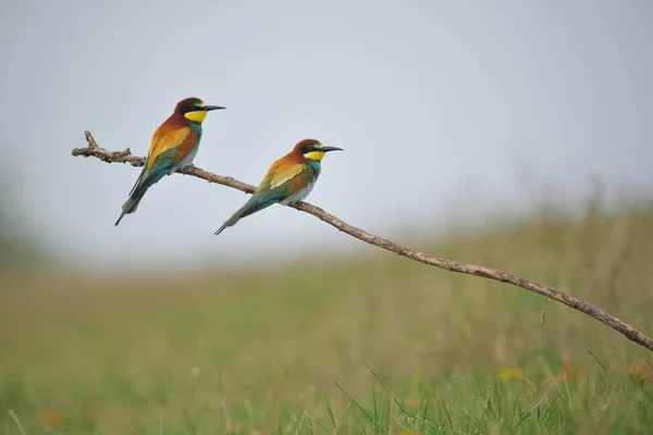 Comedor Abelhas Europeu Merops Apiaster Ramo Pássaro Migratório Colorido Exótico — Fotografia de Stock