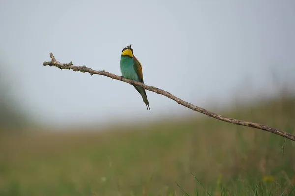 European Bee Eater Merops Apiaster Una Rama Ave Migratoria Colorida — Foto de Stock