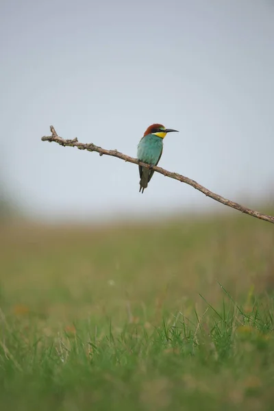 Comedor Abelhas Europeu Merops Apiaster Ramo Pássaro Migratório Colorido Exótico — Fotografia de Stock