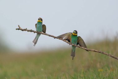 Avrupa Arı Yiyen - Bir dalda Merops Apiaster, egzotik renkli göçmen kuş