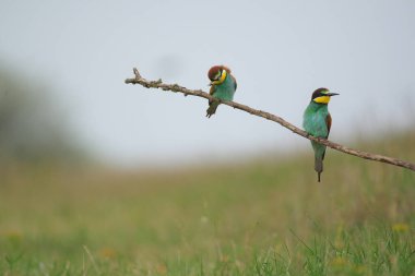 Avrupa Arı Yiyen - Bir dalda Merops Apiaster, egzotik renkli göçmen kuş