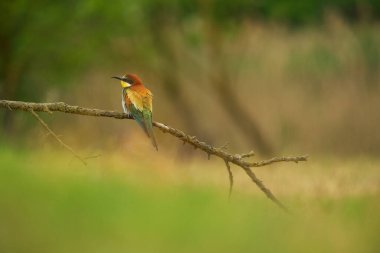 Avrupa Arı Yiyen - Bir dalda Merops Apiaster, egzotik renkli göçmen kuş