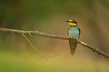 Avrupa Arı Yiyen - Bir dalda Merops Apiaster, egzotik renkli göçmen kuş