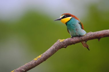 Avrupa Arı Yiyen - Bir dalda Merops Apiaster, egzotik renkli göçmen kuş